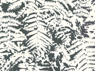 Tapete von Little Greene mit weißen Blättern auf schwarzem Hintergrund Fern - Off Black