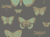 Cole & Son Schmetterlinge & Libellen - 103/15067