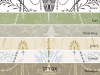 Little Greene Marlborough - Graf