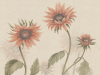 Sandberg Sonnenblumen - Pfirsich