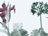 Paint & Paper Library Aloe Walk - Eis