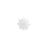 Gaudi Rosette 1.56.803