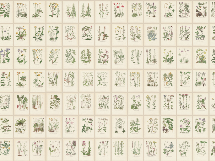 Sandberg Botanica - Hafer